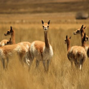 Vicuna - Bunch -LanificioF.lliCerruti_4